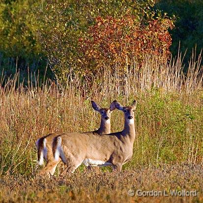 A Matched Pair_51691.jpg - Two deer photographed near Ottawa, Ontario - the capital of Canada.